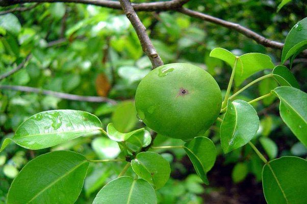 बेहद खतरनाक होता है यह फल, जिसे खाते ही जा सकती है जान, रहें सावधान