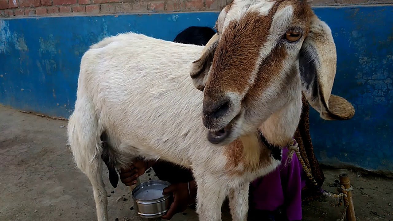 95% लोग नहीं जानते कि इन गंभीर बीमारियों का एक मात्र इलाज है बकरी का दूध, यहाँ जानिए