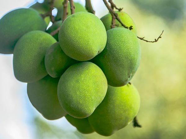 Raw Mango Benefits: गर्मियों में नमक लगाकर खाएं कच्‍ची कैरी, लू और डायबिटीज से करें बचाव - Hindi Boldsky