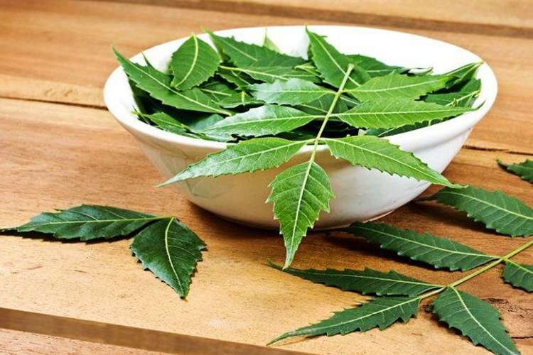 Surprising Health Benefits of Neem: रोजाना चबाएं नीम के 4 पत्ते और फिर दांत से लेकर पेट तक की बीमारी से पाएं छुटकारा - India TV Hindi News