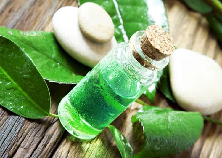टी ट्री ऑयल के फायदे और नुकसान – Tea Tree Oil Benefits and side effects in Hindi