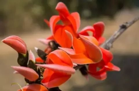 सोने से भी कीमती है इस पेड़ के फूल और पत्ते, आप भी एक बार जरूर जान लें सोने से भी कीमती है इस पेड़ के फूल और पत्ते, आप भी एक बार जरूर जान लें