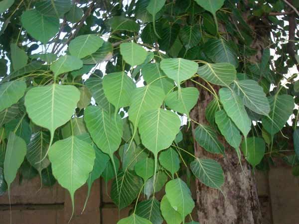 नवग्रहों की पीड़ा से मुक्ति दिलाता है पीपल | Supernatural powers and ghost on Peepal Tree: Must Read - Hindi Oneindia