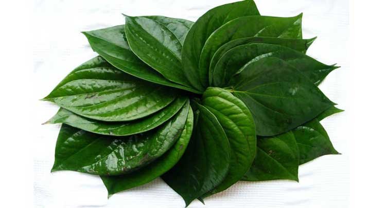 पान के पत्ते भी कुछ ऐसे रख ला सकते हैं आपके चेहरे पर निखार! - beaty-tips-from-paan-patte