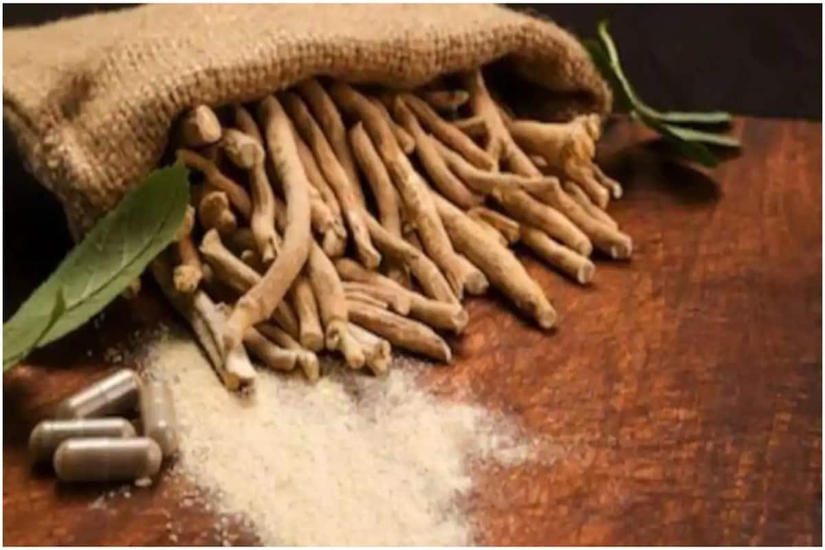 अश्वगंधा कई बीमारियों के लिए है रामबाण, जानिए क्या हैं इसके फायदे - Ashwagandha is a panacea for many diseases know what are its benefits - Latest News & Updates in Hindi