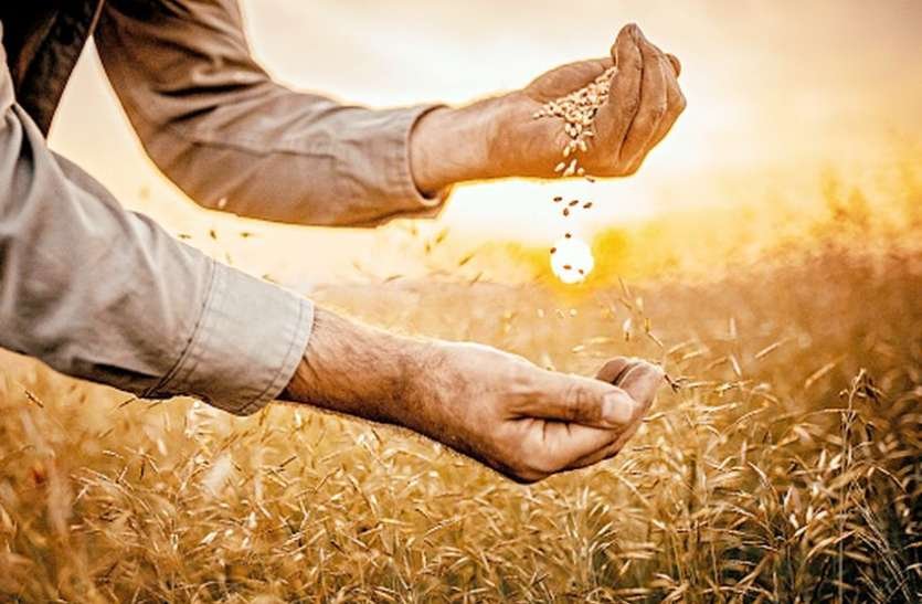 HEALTH TIPS : गेहूं के ये फायदे नहीं जानते होंगे आप, औषधि के रूप में भी होता है प्रयोग
